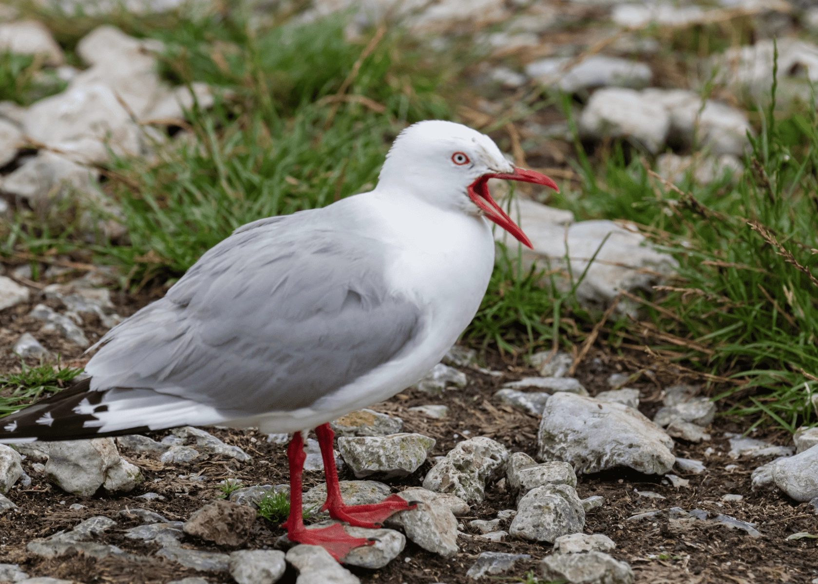 A very annoyed seagull screaming the way I want to when people correct someone's spelling on Facebook